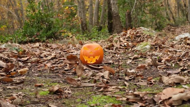 Halloween spooky grinning pumpkin and leaves moved by the wind in the forest. Haunted woodland Jack O Lantern symbol glowing.