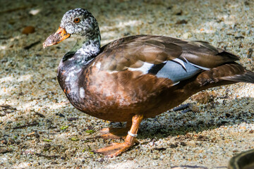 the closeup image of White-winged duck (Asarcornis scutulata) 
Large species of duck, the dark body contrasting with a whitish head and neck.