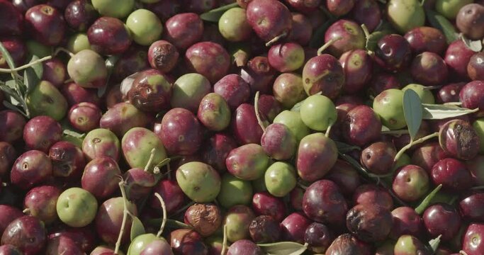 Ripe olives picking in Pakostane, Croatia