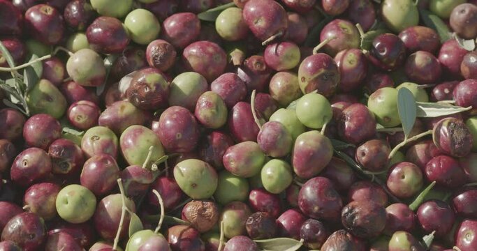 Ripe olives picking in Pakostane, Croatia