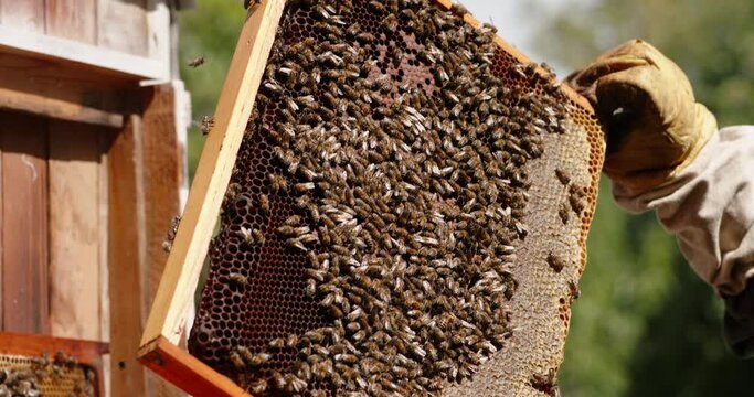 Apiary keeper inspecting a frame of a beehive. Bee farm worker looking at condition of cells. Busy insects collectively working in colony 4k footage