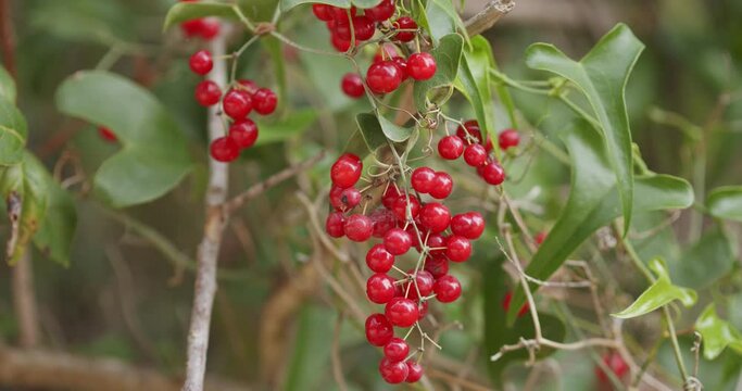 Fruits of the Smilax aspera,  commonly called smilax, from Brijuni National Park