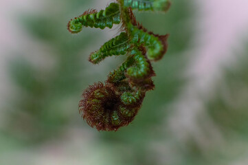 close up of fern leaf