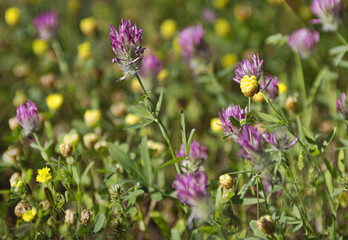 clover and flowers in the field