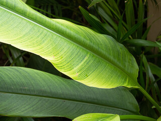 Easy Leaf