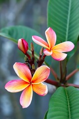 Fototapeta premium A close up shot of some pretty peach color plumeria flowers in natural light.