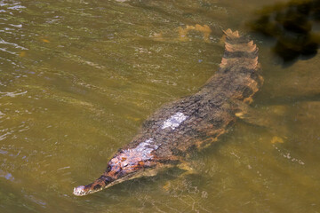 The false gharial is a freshwater crocodilian native to Malaysia, Borneo, Sumatra, and Java.
It is dark reddish-brown above with dark brown or black spots and cross-bands on the back and tail.