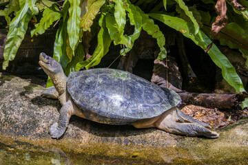 The Burmese roofed turtle (Batagur trivittata) is one of six species of turtle in the genus Batagur of the family Geoemydidae. It is endemic to Myanmar. 
It remains very rare in the wild.