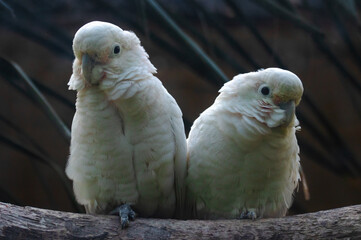 lovebirds parrots