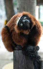 lemur Verreaux’s sifaka in israel zoo
