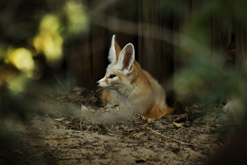 fennec fox in the zoo