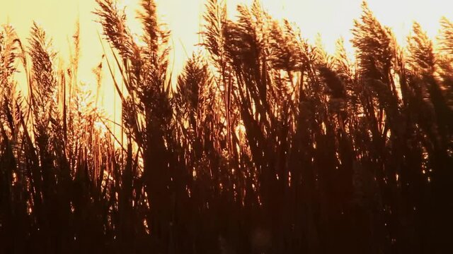 Sunset through the reeds on Vransko jezero (Vrana Lake) in Croatia