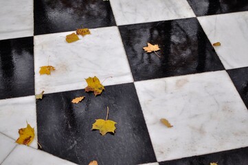 autumn lives on tiles  on a rainy day
