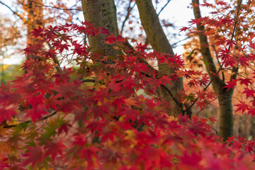 Herbst Wald Rote Blätter