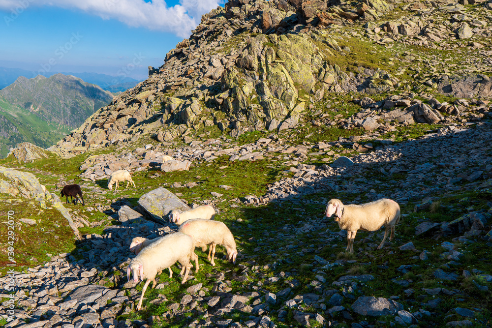 Wall mural Sheep on alpine pasture in sunny summer day. Hohe Tauern National Park, Zillertal Alps, Austria , Europe.