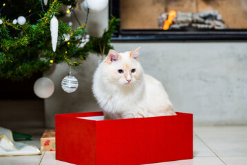 Ragdoll cat sitting in red Christmas box under the Christmas tree
