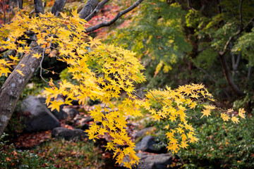 【紅葉】日本の秋（国営昭和記念公園）