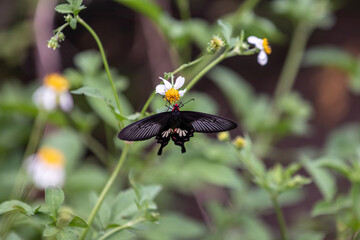 Butterfly on a flower