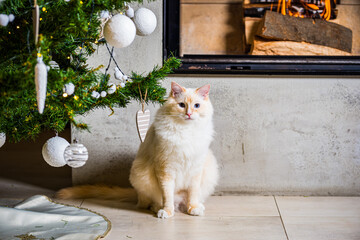 Fluffy ragdoll tomcat sitting under Christmas tree by the fireplace