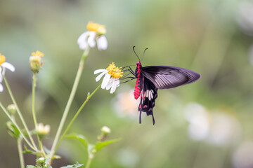 Butterfly on a flower