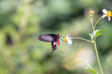 Butterfly on a flower