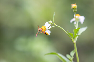 Wasp on a flower
