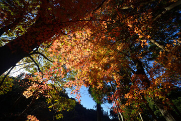 秋の虎渓山永保寺