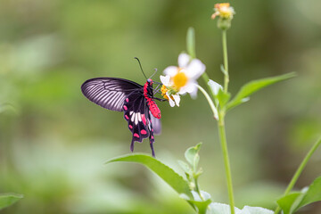 Butterfly on a flower