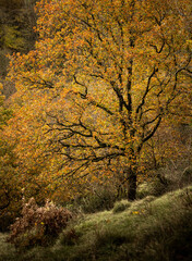 Autumn Tree in Bloom