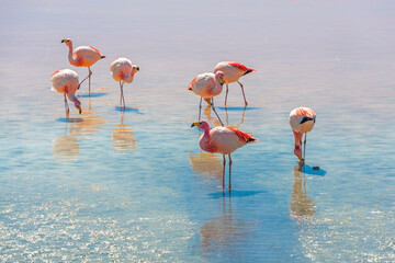 James flamingo (Phoenicoparrus jamesi) in the Laguna Colorada (Red Lagoon), Eduardo Avaroa Andean Fauna nature reserve, Bolivia. © SL-Photography