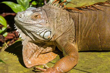 The Red Iguana(Iguana iguana) closeup image. 
it actually is green iguana, also known as the American iguana, is a large, arboreal, mostly herbivorous species of lizard of the genus Iguana.