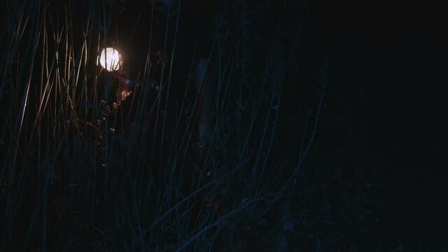 man searching through weeds at night