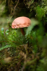 Close-Up Of Mushroom growing in the Forest