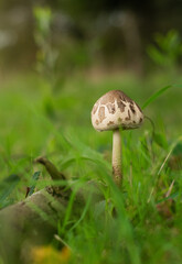 Close-Up Of Parasol Mushroom growing in the Forest