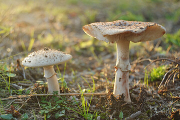 Close-Up Of Mushroom growing in the Forest at the last lights of the day