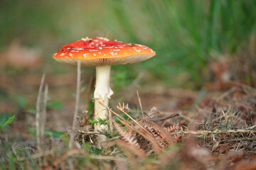 Close-Up Of the mushroom Amanita muscaria growing in the Forest