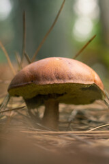Close-Up Of Mushroom growing in the Forest