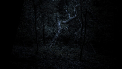 Elegant Skeletal Tree in Dark Woodland
