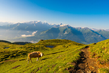 Mountain green summit landscape. Cow grazing on mountain summit. Cows graze in mountains alps...