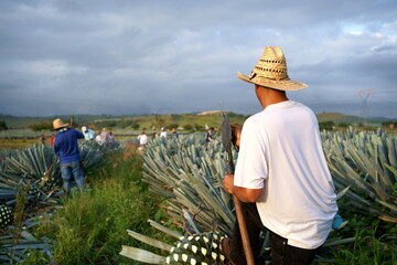 El agricultor está afilando su herramienta de trabajo en el campo de agave.