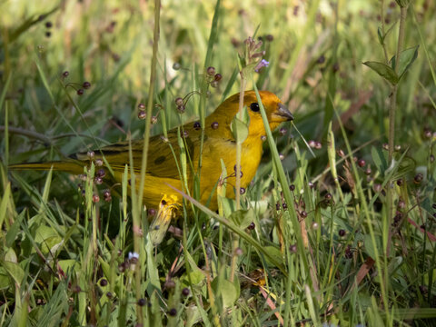 Canaries among flowers and green leaves