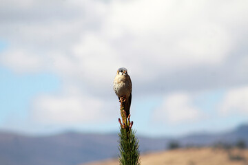 Andean falcon