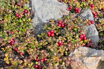 岩場できれいに色づいたコケモモの赤い実＠大雪山旭岳、北海道