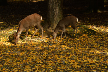 奈良大仏池のいちょうの落ち葉と鹿