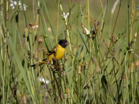 Male Brazilian Goldfinch found in the wild