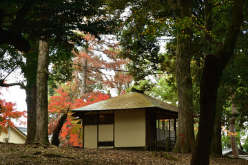 Fototapeta na wymiar 奈良公園森の中の茶室と秋の紅葉