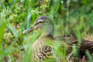 duck on the grass