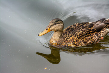 duck on the water
