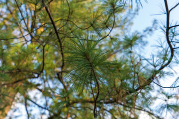 Nadelbaum