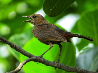 Indian robin on a branch